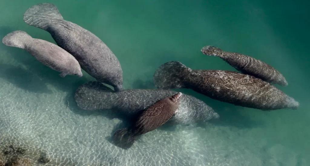Did Columbus Really Mistake Manatees for Mermaids?