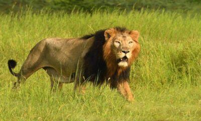 Discover the Wild Side of Gujarat Gir National Park Wildlife Adventure